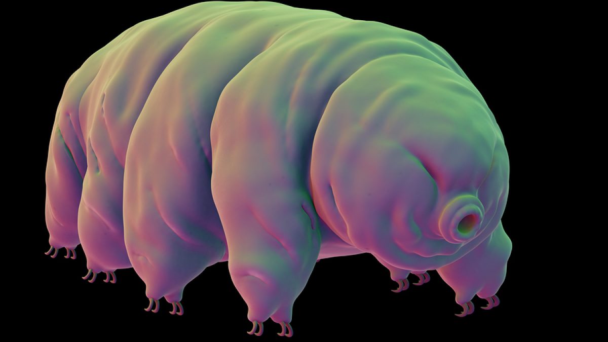 Comment des tardigrades se sont installés sur la Lune à cause d'une erreur humaine