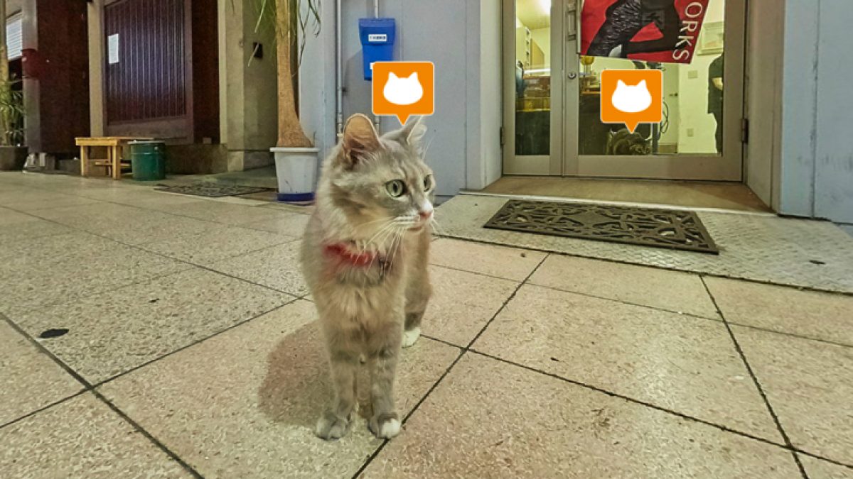 catstreetview