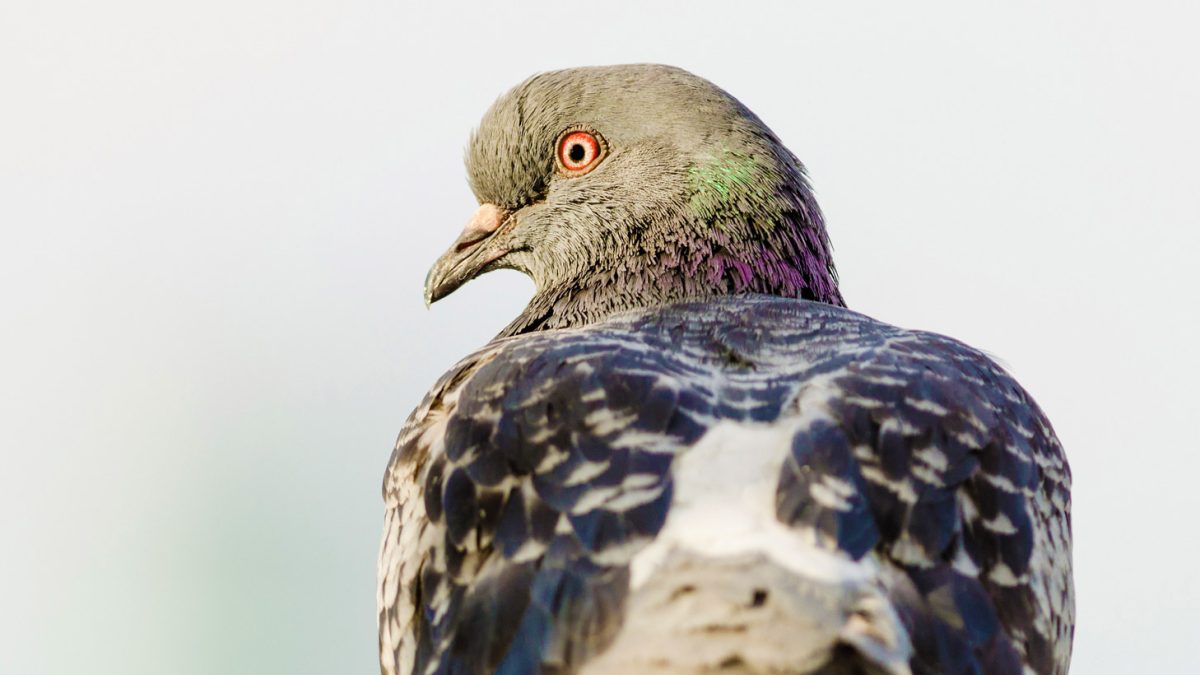 pigeon