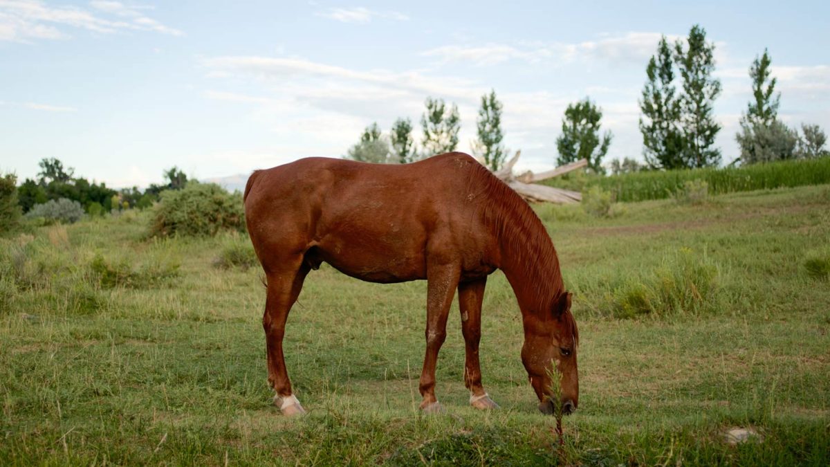 vscohorse
